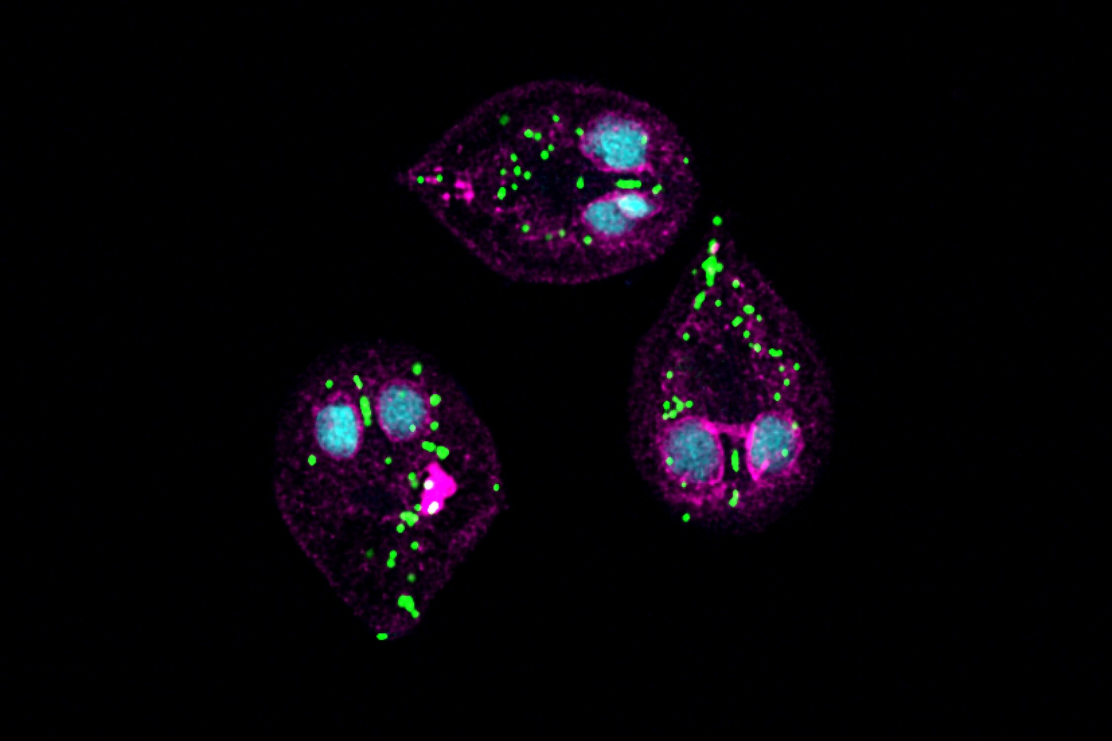 Parasite mitochondria maps identify 33 potential drug target families