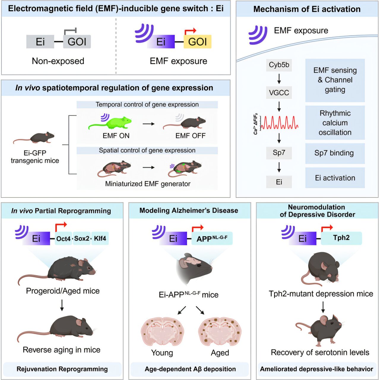 EMF gene switch controls engineered genes in mouse studies