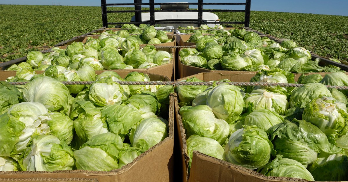 Cyclosporiasis outbreak reaches 9 states as lettuce link is probed