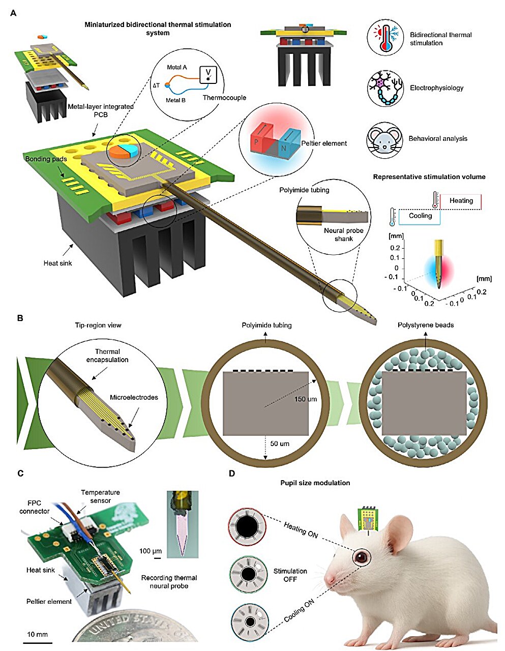 Brain implant controls neuron activity with heating and cooling