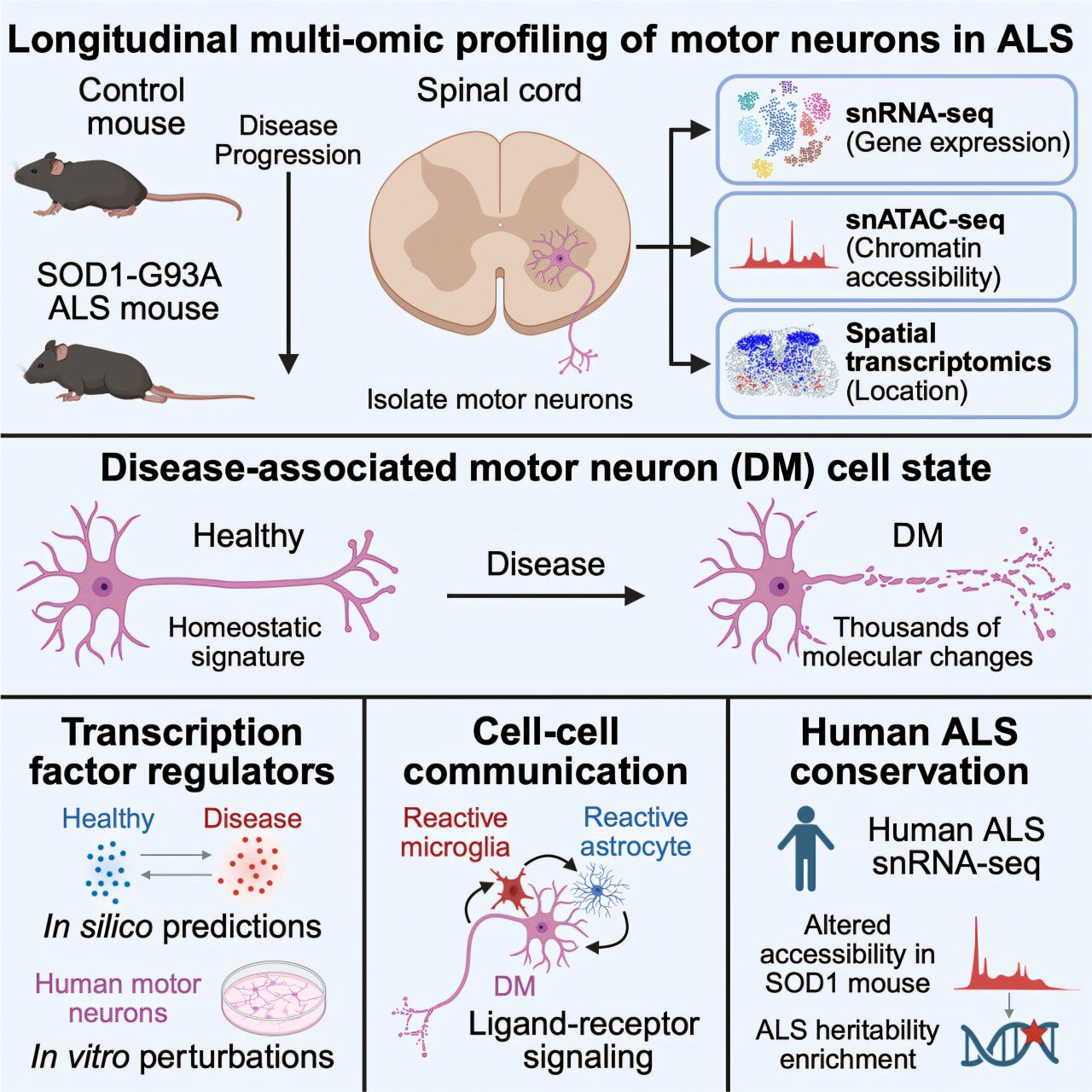 ALS study finds early stress signals in vulnerable neurons