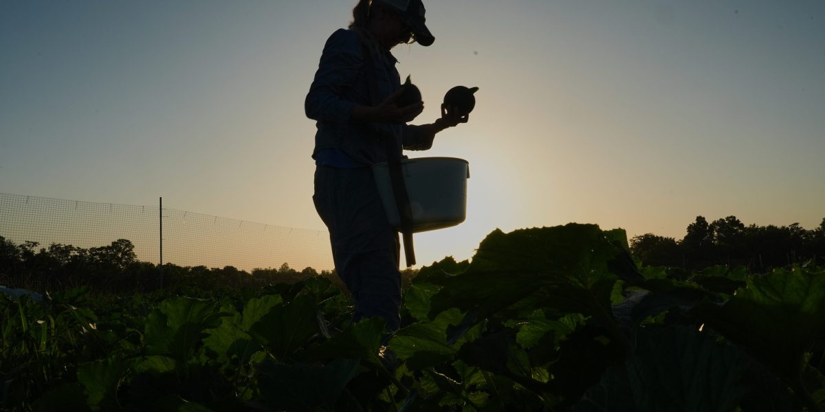 Specialty crop farms adjust as heat squeezes harvests