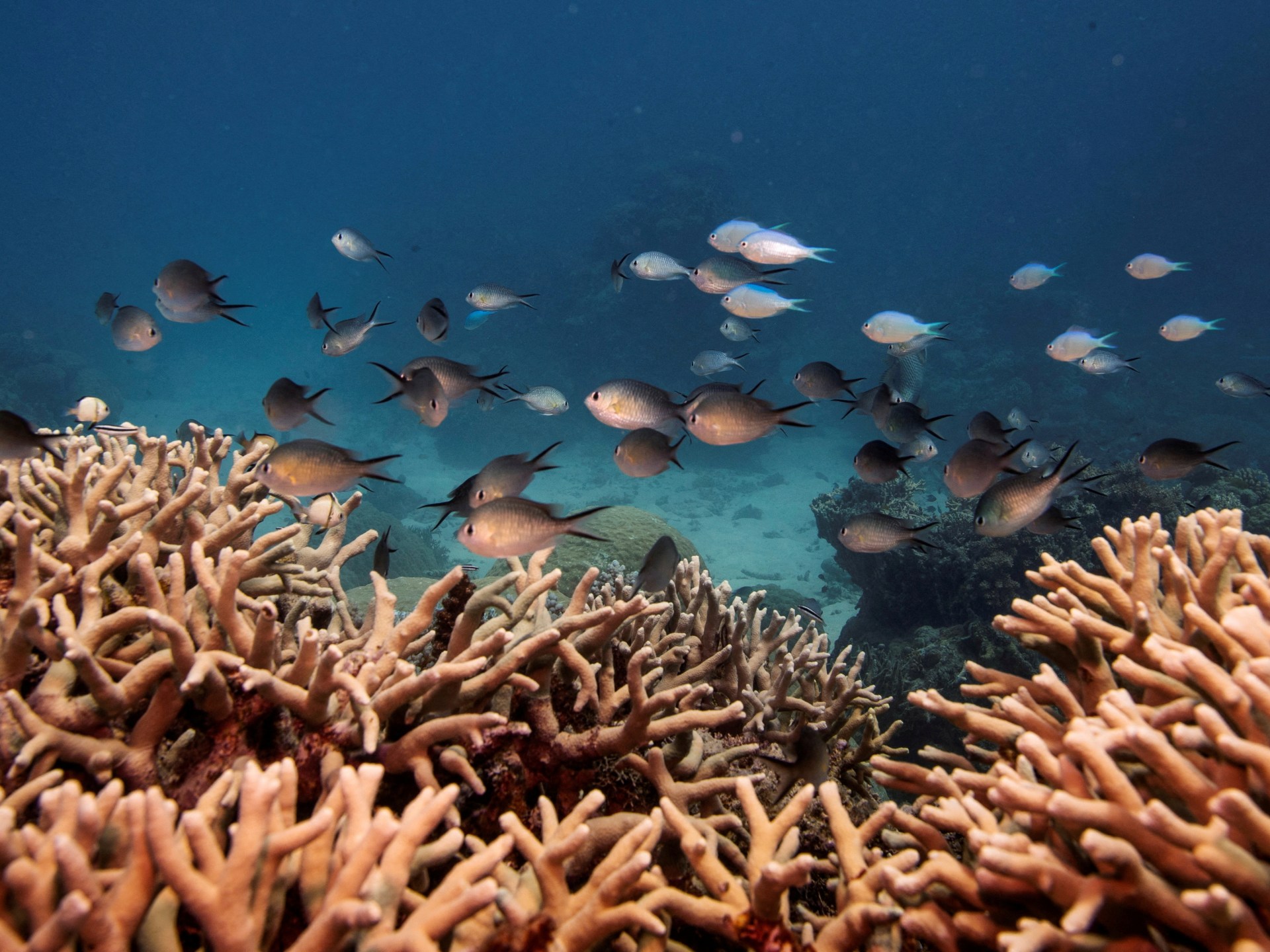 IUCN assessment puts 96% of shallow-water coral reefs at critical risk