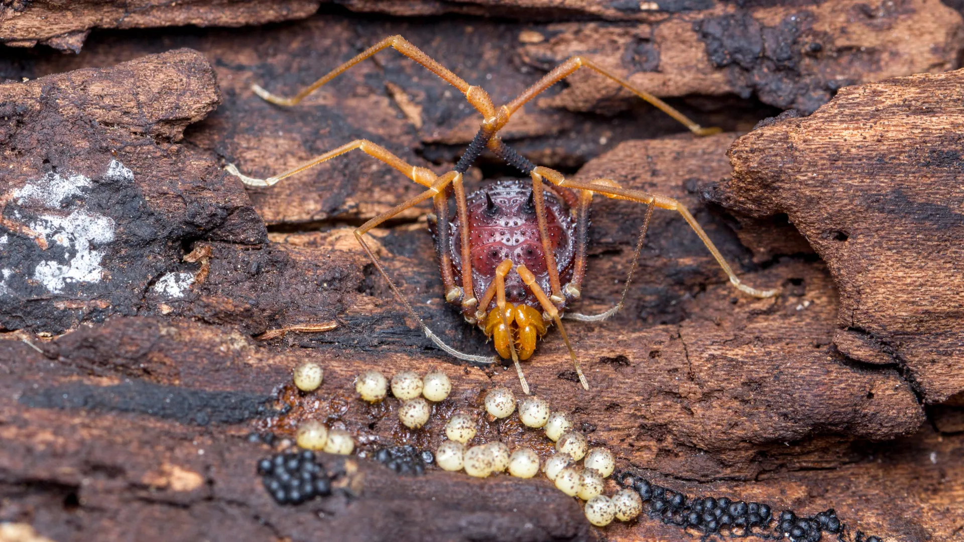Citizen photos expand study of fatherhood in harvestmen
