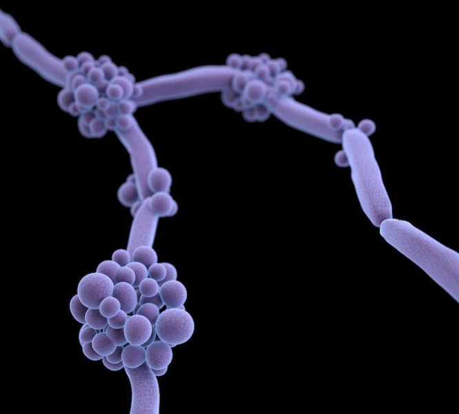 Pediatric infection guidance targets Candida auris control