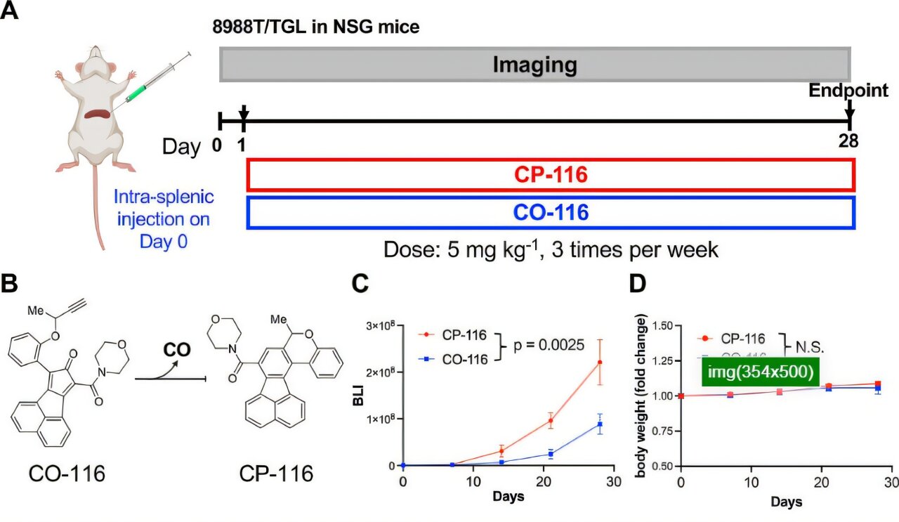 Carbon monoxide prodrug curbs cancer spread in mouse studies