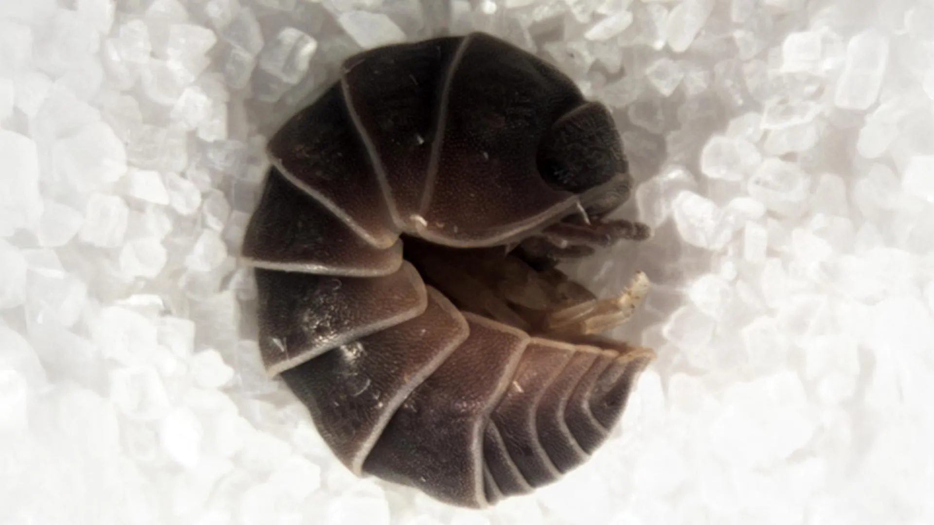 Streetlight pools linked to circular marches of Israeli woodlice