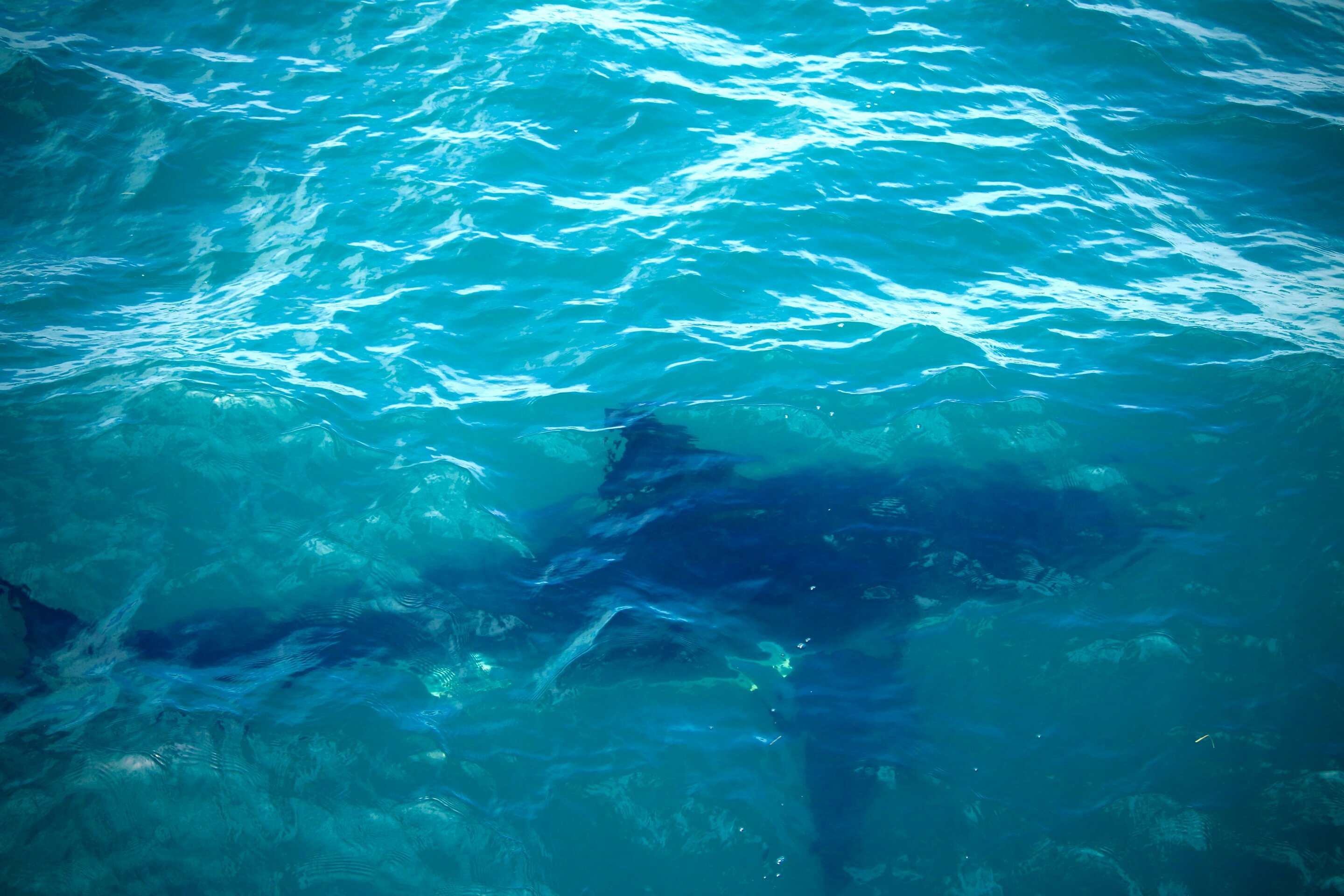 Calls for shark culls follow Sydney bite, but evidence is mixed