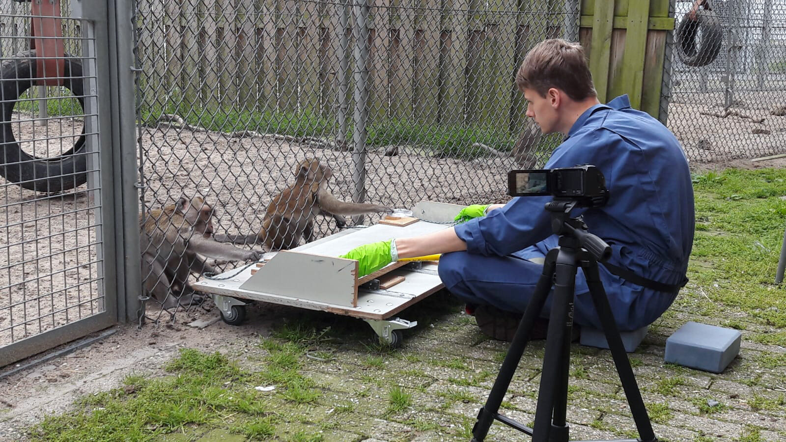 More choices changed how macaques cooperated in food tests