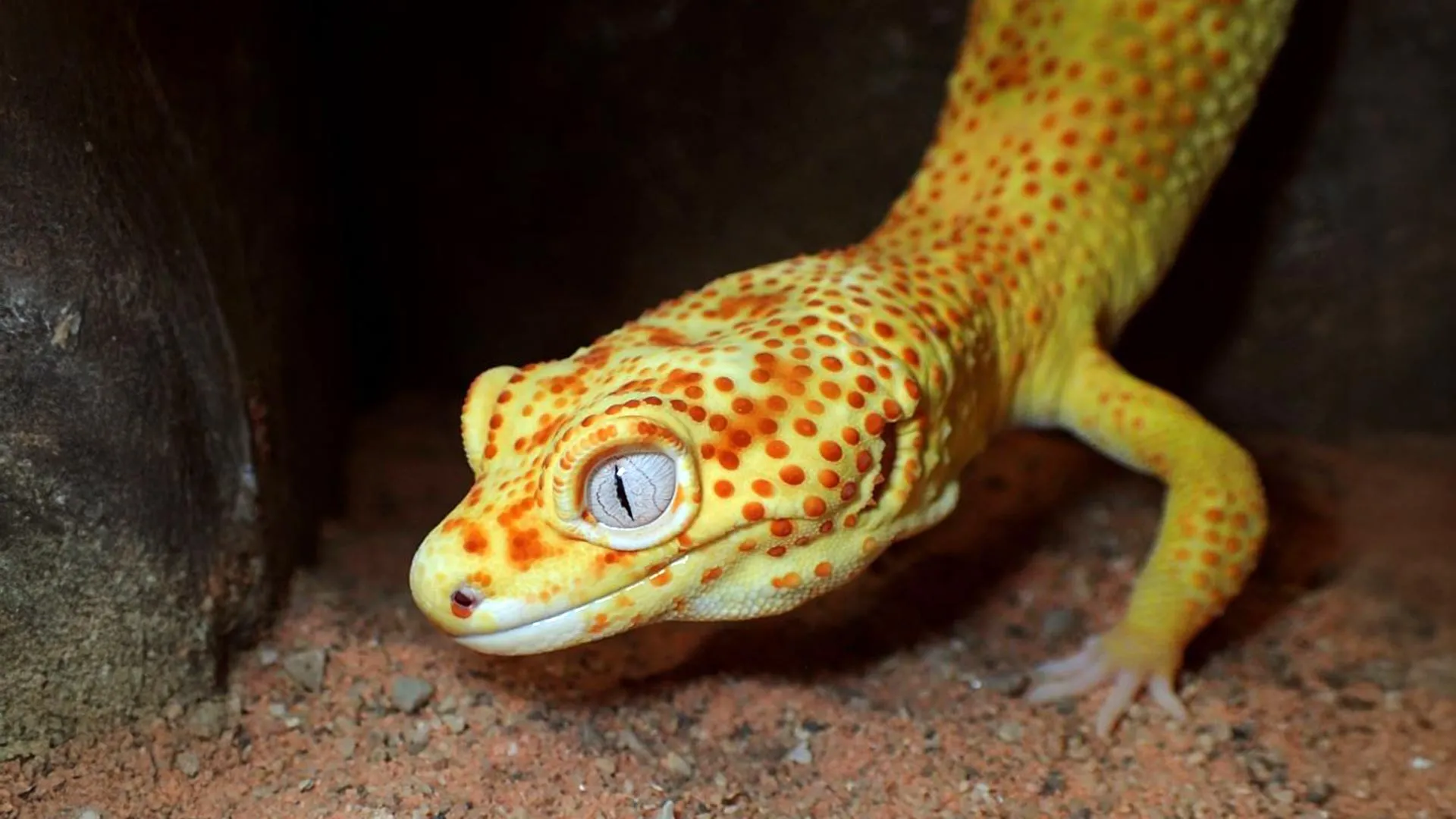 Cancer-prone pet gecko offers researchers a new tumor model