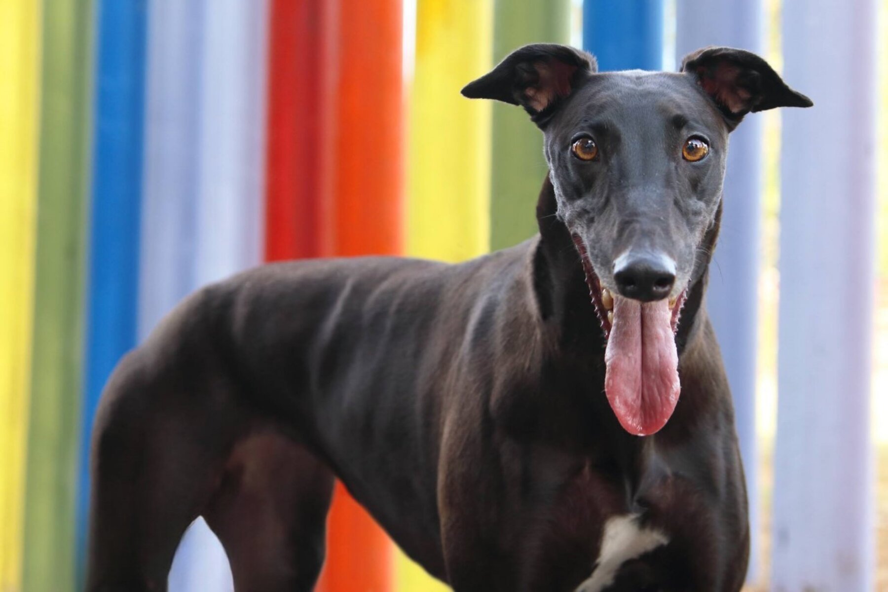 AI study flags welfare gaps in greyhound racing data