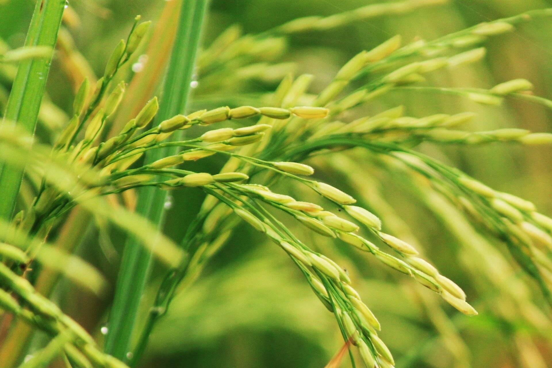 RiSpy genome-edited rice detection framework expands line identification