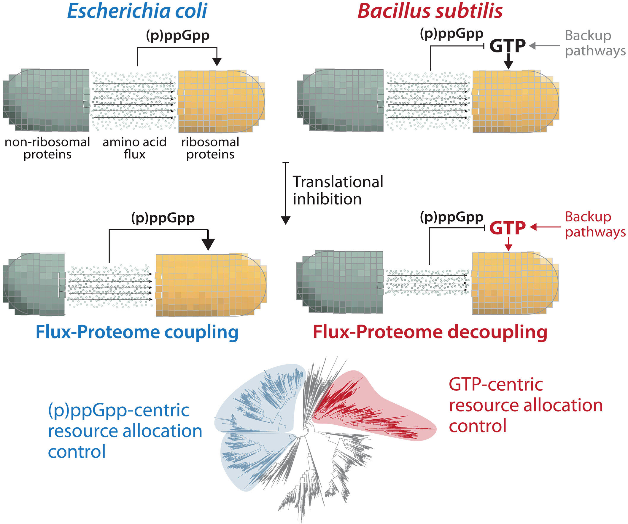 Soil bacterium slows its growth to survive antibiotic stress
