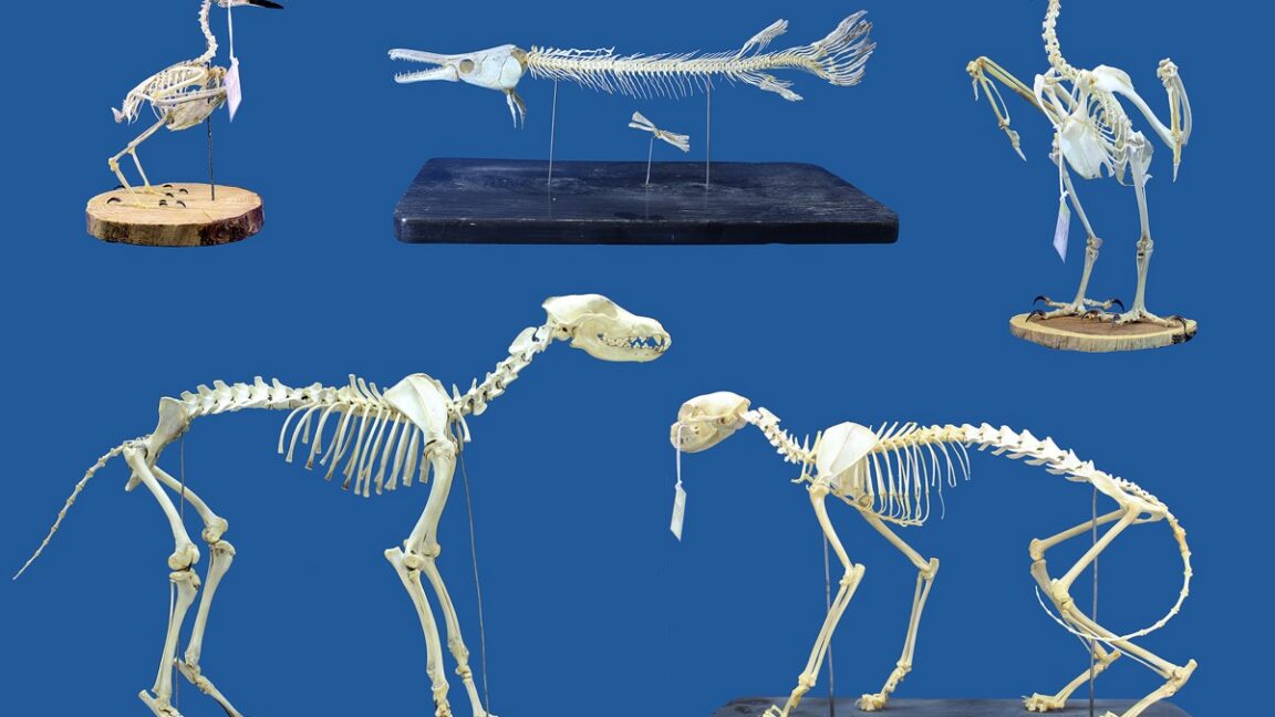 Superworm larvae show promise for cleaning museum skeletons