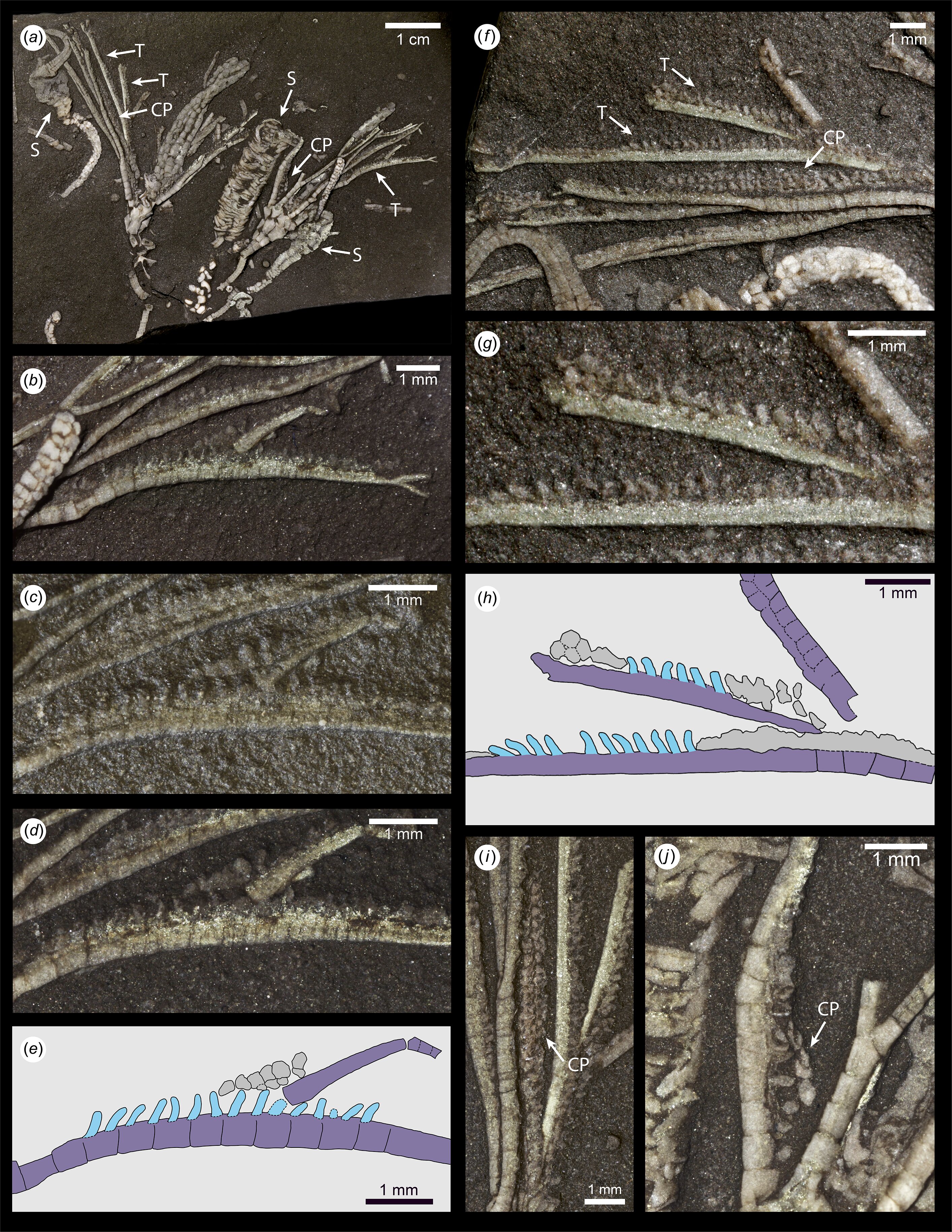 Fossil tube feet show how ancient sea lilies fed 452 million years ago