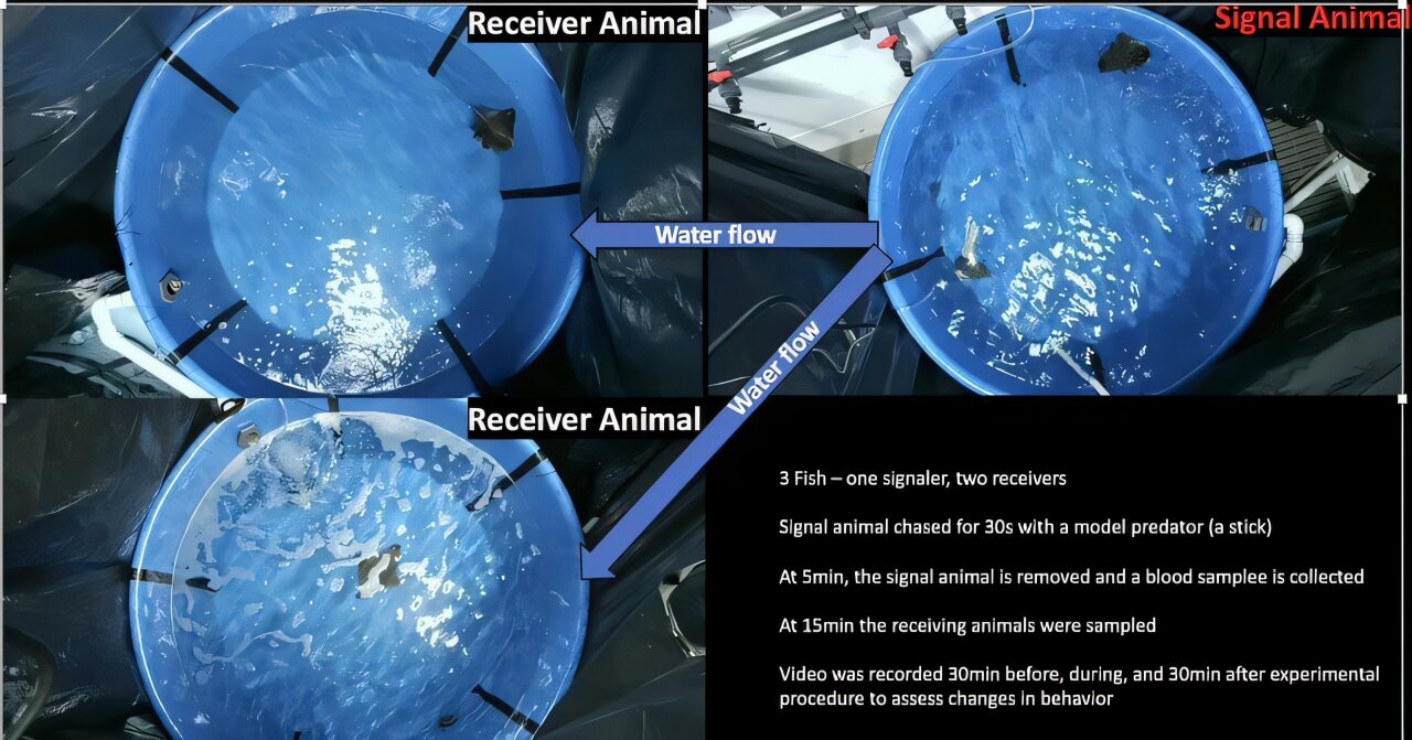 Bat rays shown to alert one another through chemical signal