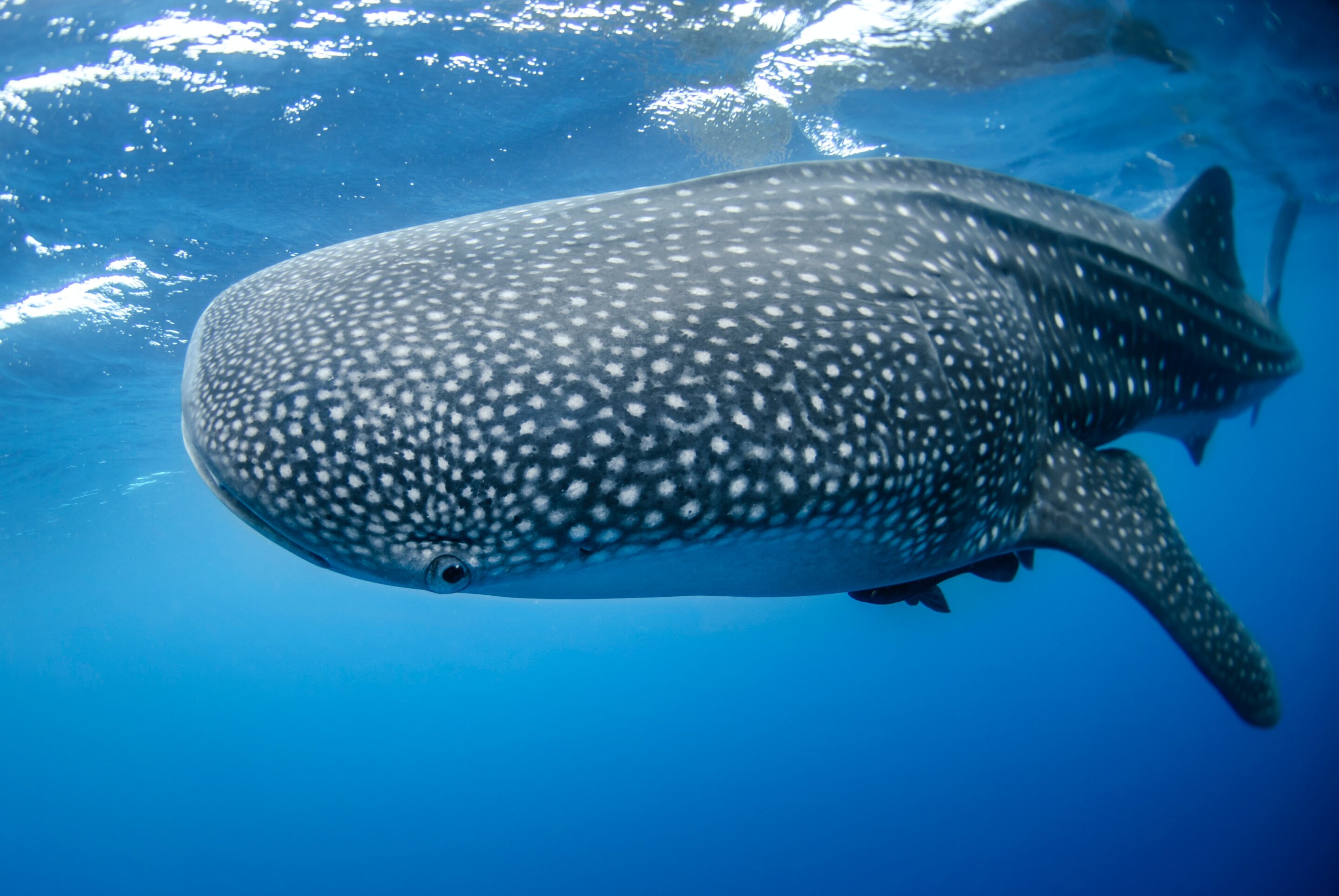 Whale shark cameras reveal krill chases and seafloor feeding