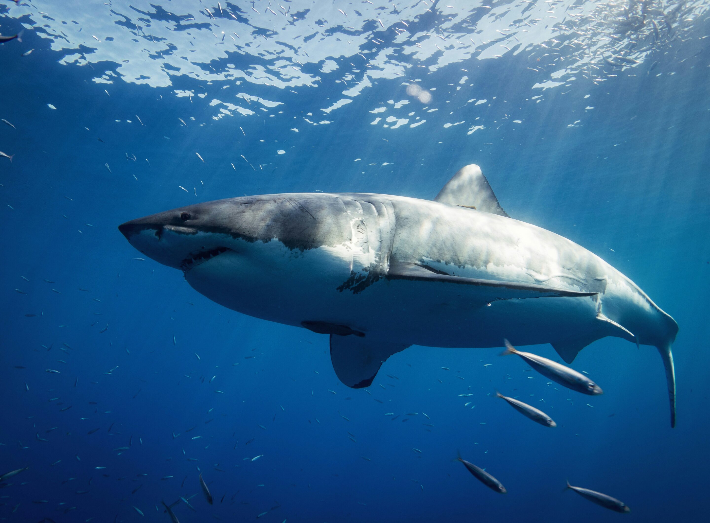 Rare great white sighting points to gaps in Mediterranean shark science