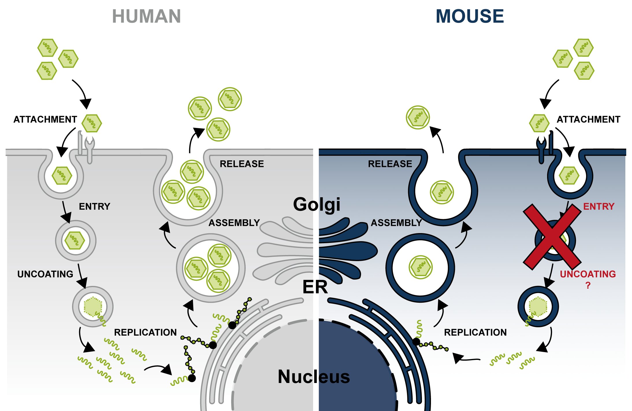 Hepatitis E mice barrier traced to blocked viral entry