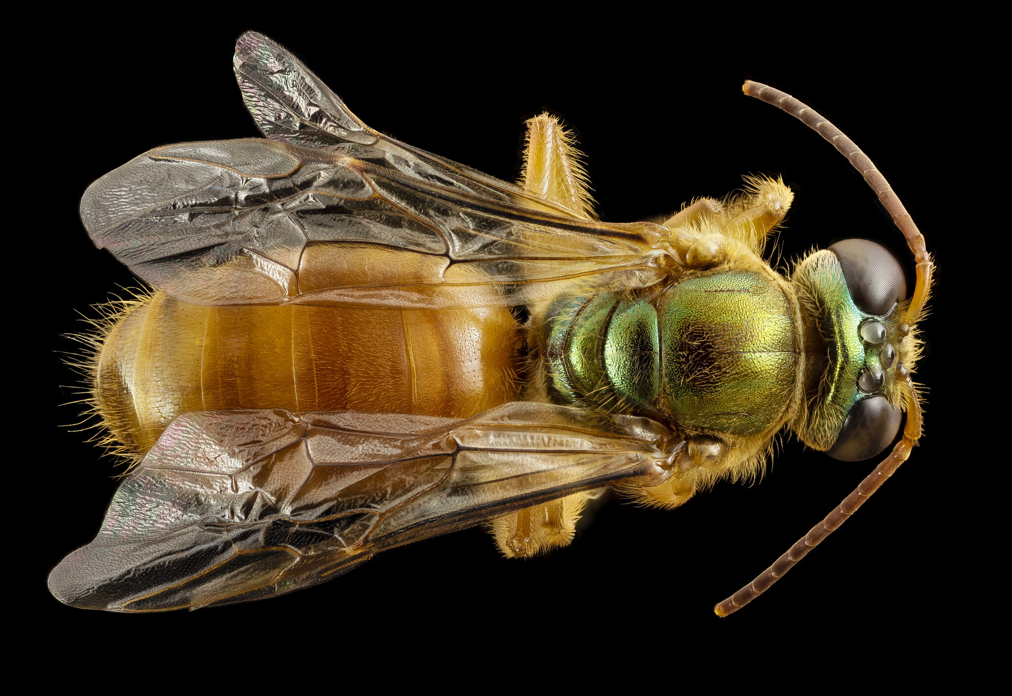 Sweat bee queen pheromones help daughters decide whether to stay