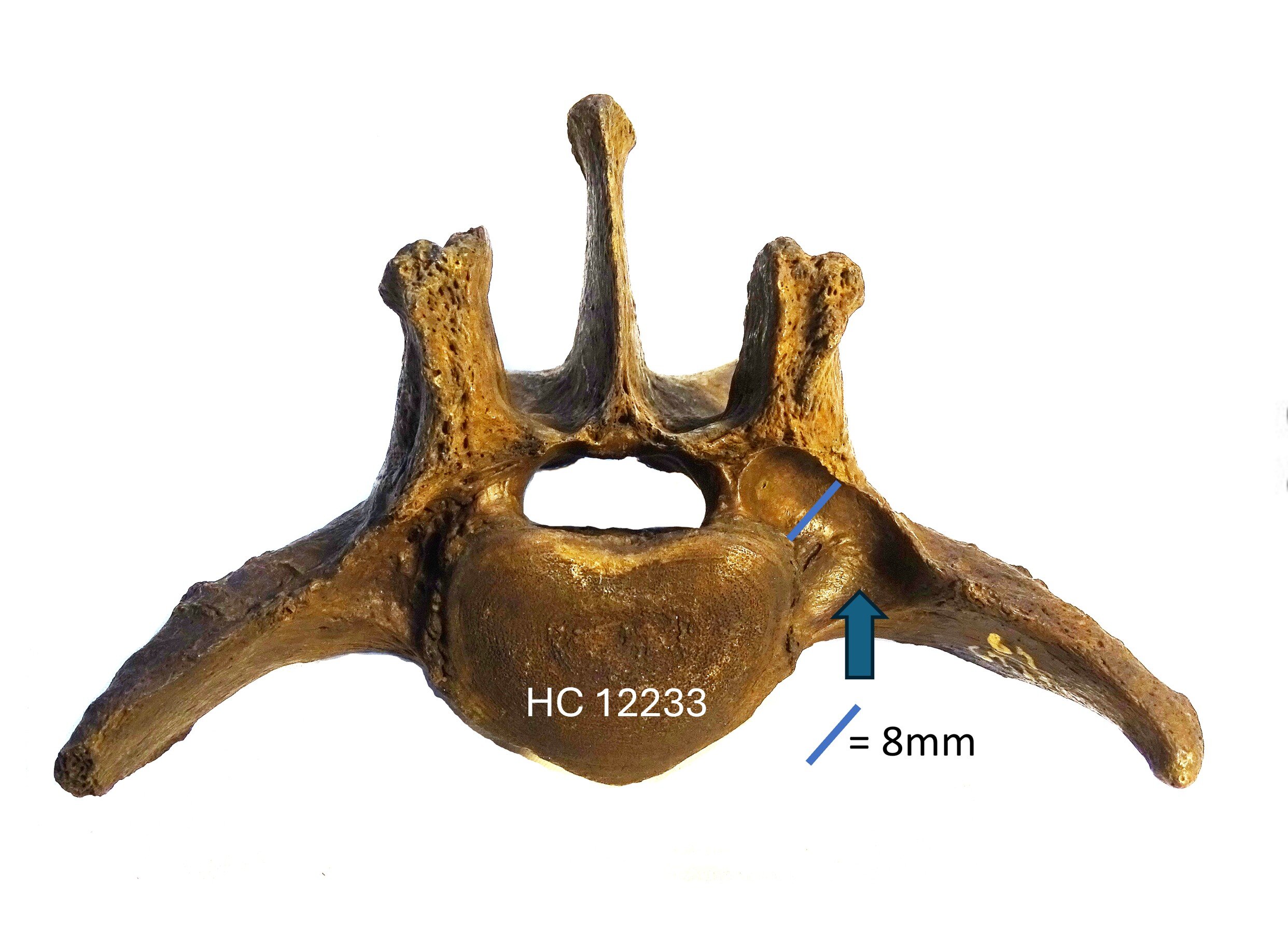 Smilodon spinal tumors point to inbreeding before extinction, study says