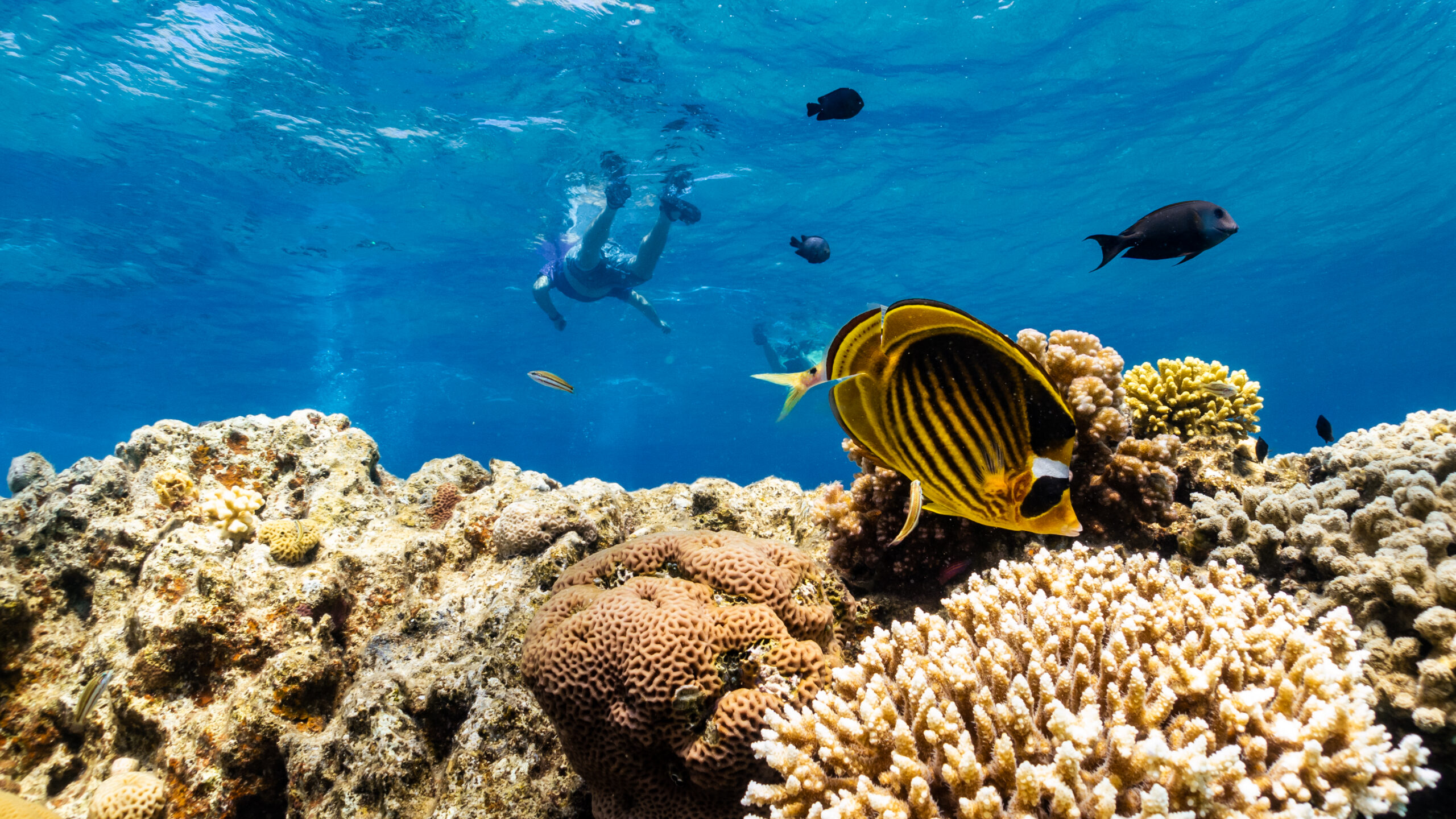 Robot helps scientists hunt for heat-tolerant coral reefs