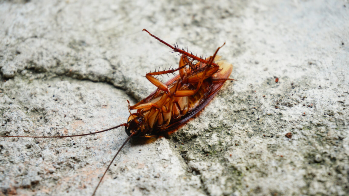 Cockroach genomes carry thousands of bacterial DNA fragments