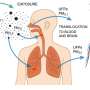 Study links ultrafine particles to 1.99 million deaths a year