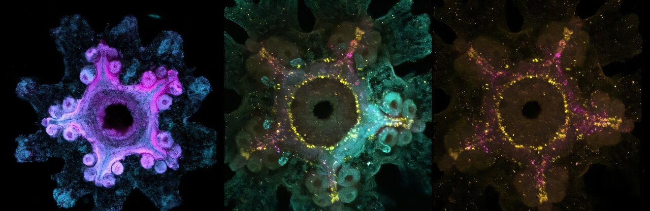 Sea star ovaries point to ancient roots of human fertility biology